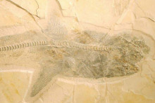 Vedci odhalili ako mohol vyzerať prehistorický žralok, ktorý žil v období kriedy.