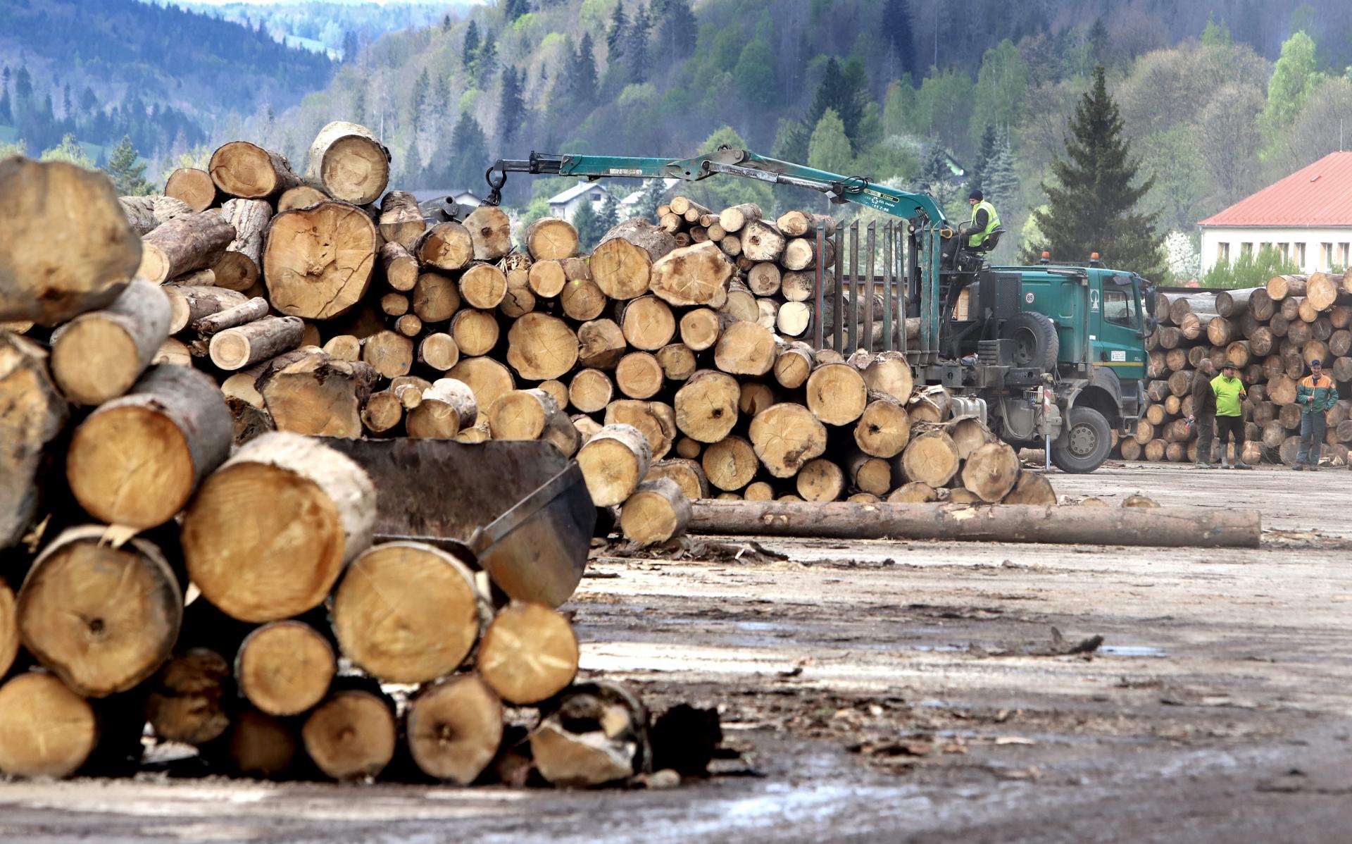 Cez krízu prišiel ošiaľ a drevo na Slovensku rekordne zarábalo. No ceny padli, cíti to aj štát