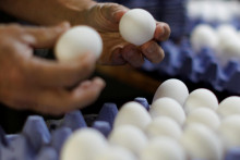 Cieľom staršej investície Sanagra bolo vybudovať masívnu produkciu vajec sliepok s voľným výbehom. ILUSTRAČNÁ FOTO: Reuters