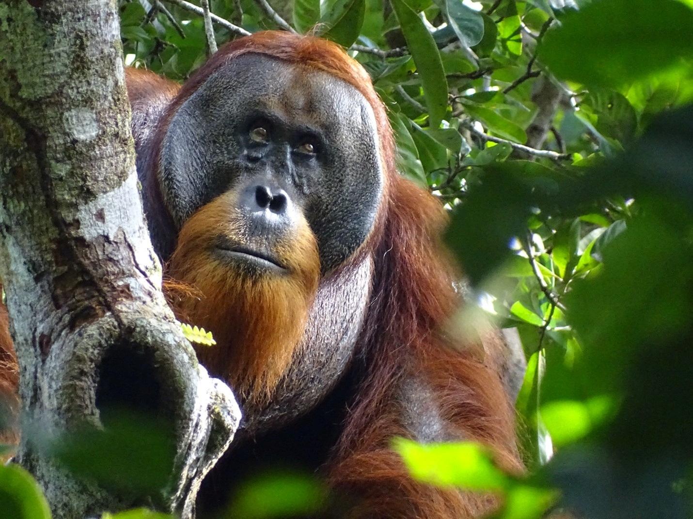 Vedci prvýkrát zbadali, ako si orangutan otvorenú ranu ošetril liečivou rastlinou