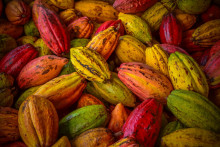 Kakao a čokoláda boli vyhradené len tým najbohatším a najmocnejším. FOTO: Shutterstock
