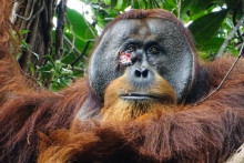 Orangutan Rakus