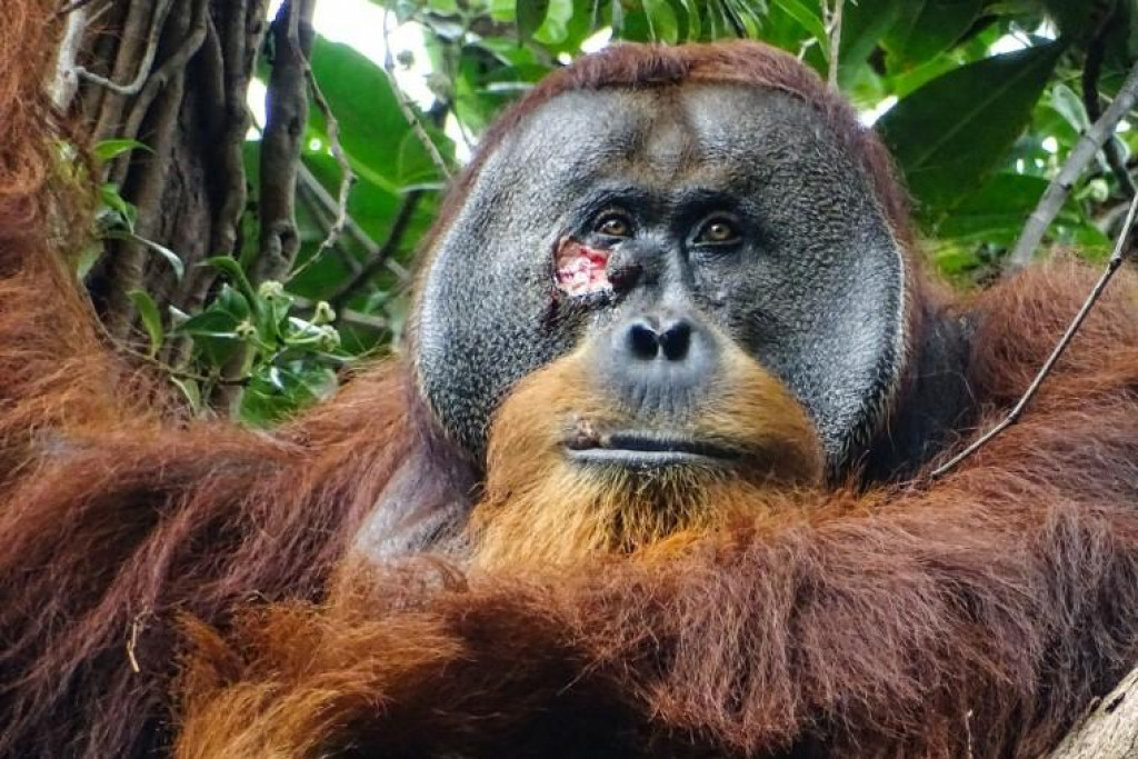 Orangutan Rakus