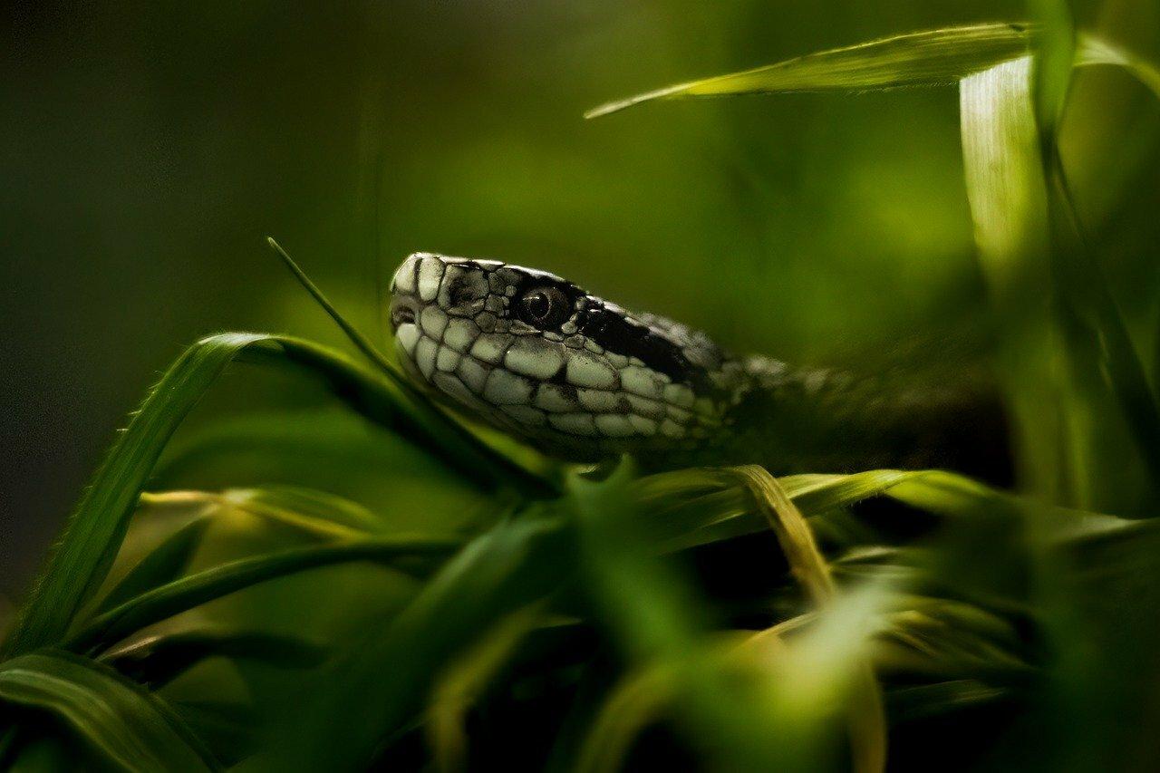 Jedovaté hady budú kvôli globálnemu otepľovaniu masovo migrovať, odhaduje štúdia