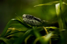 Väčšina jedovatých hadov bude do roku 2070 menej rozšírená.
