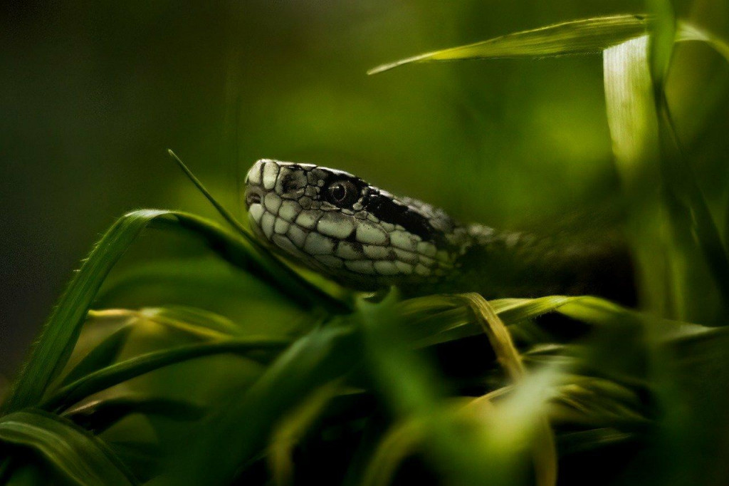 Väčšina jedovatých hadov bude do roku 2070 menej rozšírená.