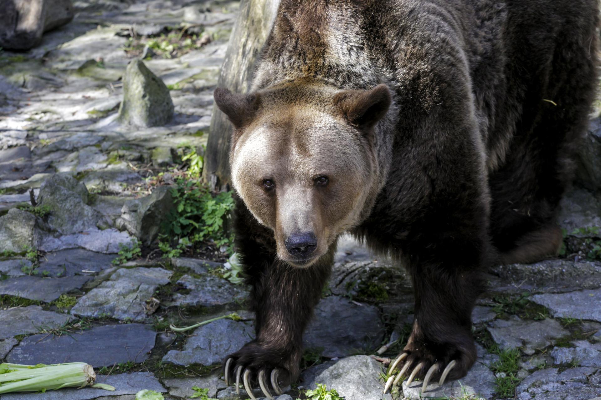 Pre výskyt medveďa sa bude vyhlasovať mimoriadna situácia, rozhodol parlament