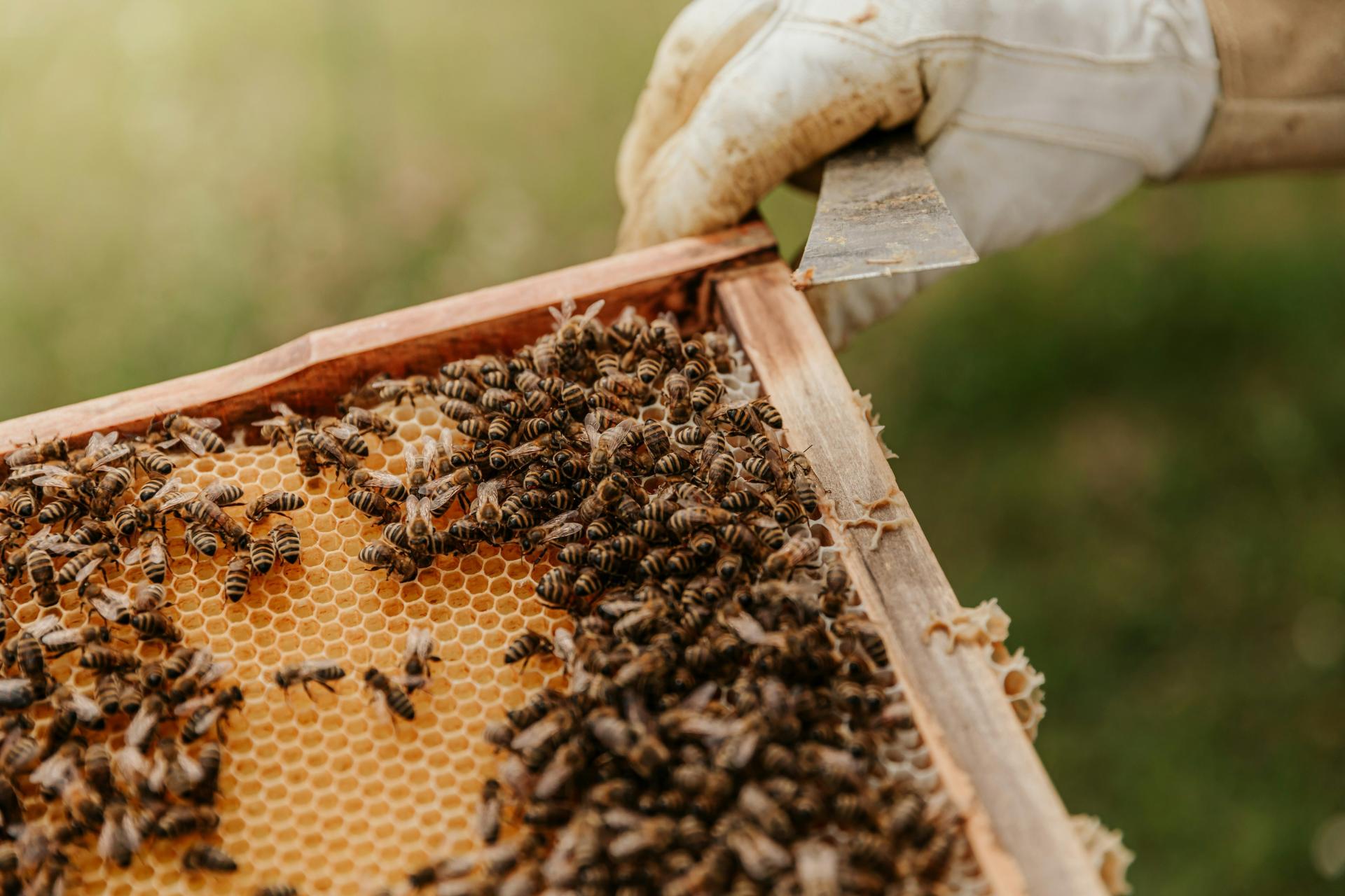 Medu má byť viac, ceny zamrzli. Včelári však varujú: prichádza agresívny tvor z Ázie