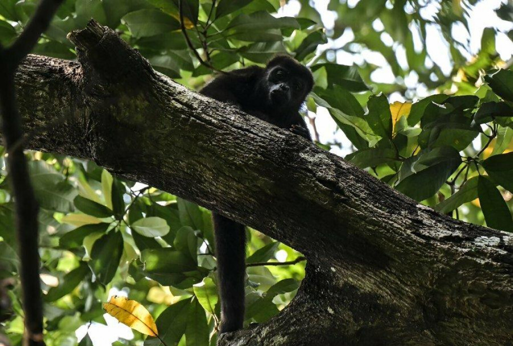 Kvôli teplu padajú na mexickom pobreží mŕtve opice priamo zo stromov.