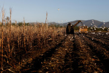 Kombajn reže cukrovú trstinu na plantáži v San Cristobal na Kube. FOTO: Reuters