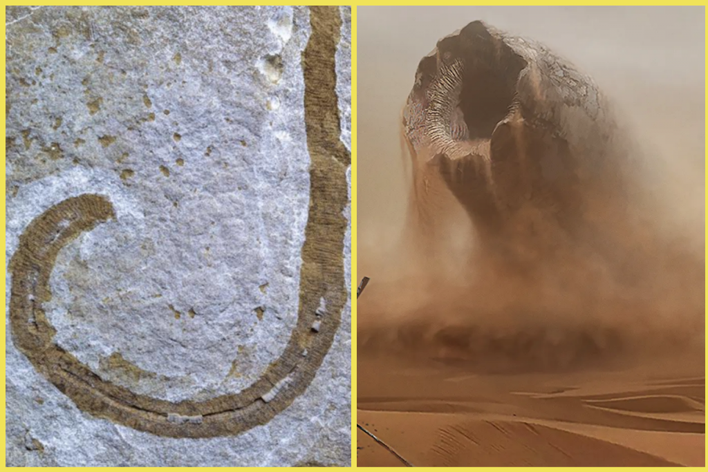 Nový výskum prehistorického tvora objavil zaujímavú podobnosť s piesočným červom z Duny.
