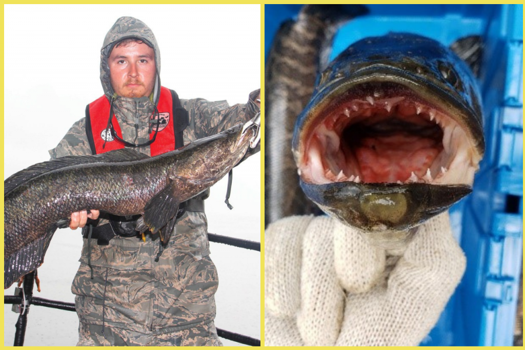 Hrôzostrašné ryby s hadími hlavami zamorili americké rieky.