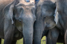 Pozorovania naznačujú, že slony majú schopnosť abstraktného myslenia.