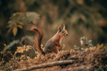 Veverička obyčajná je vo Veľkej Británii ohrozená