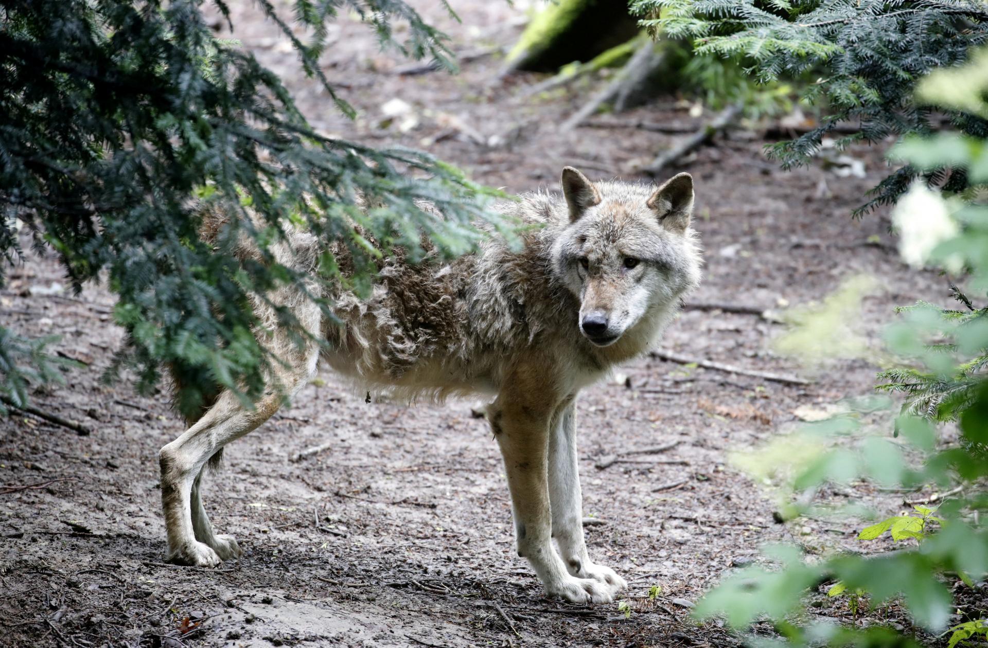 Tri vlky napadli ženu vo francúzskom safari parku, jej stav je kritický