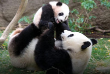 Medvedia diplomacia. Celkom má Čína po svete rozmiestnené svoje pandy zhruba v dvoch desiatkach štátov. FOTO: SAN DIEGO ZOO