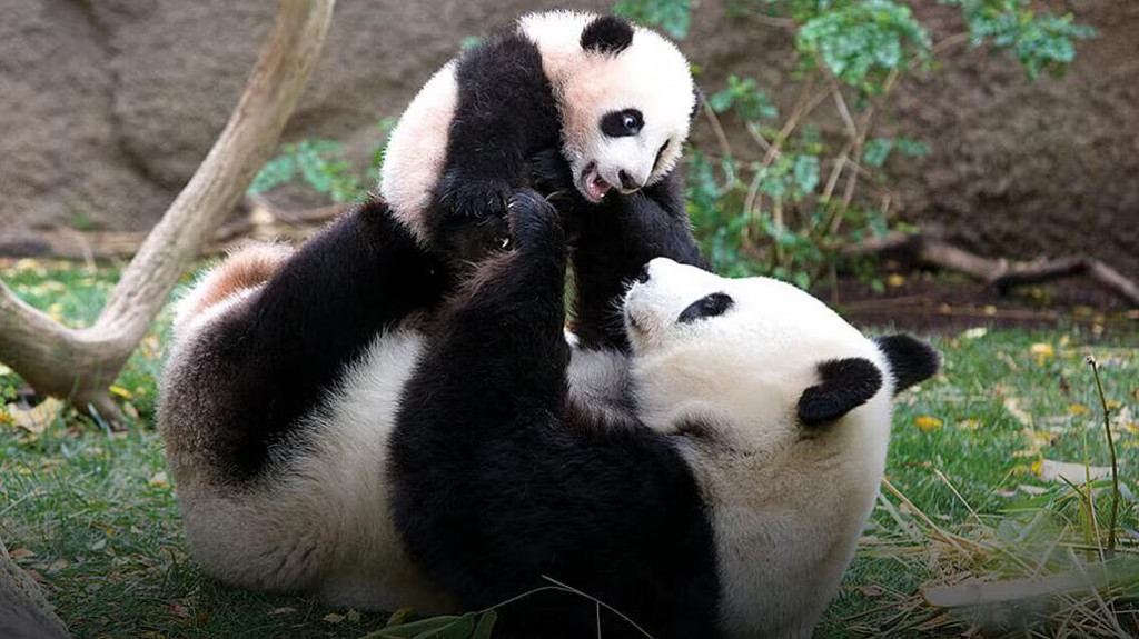 Medvedia diplomacia. Celkom má Čína po svete rozmiestnené svoje pandy zhruba v dvoch desiatkach štátov. FOTO: SAN DIEGO ZOO