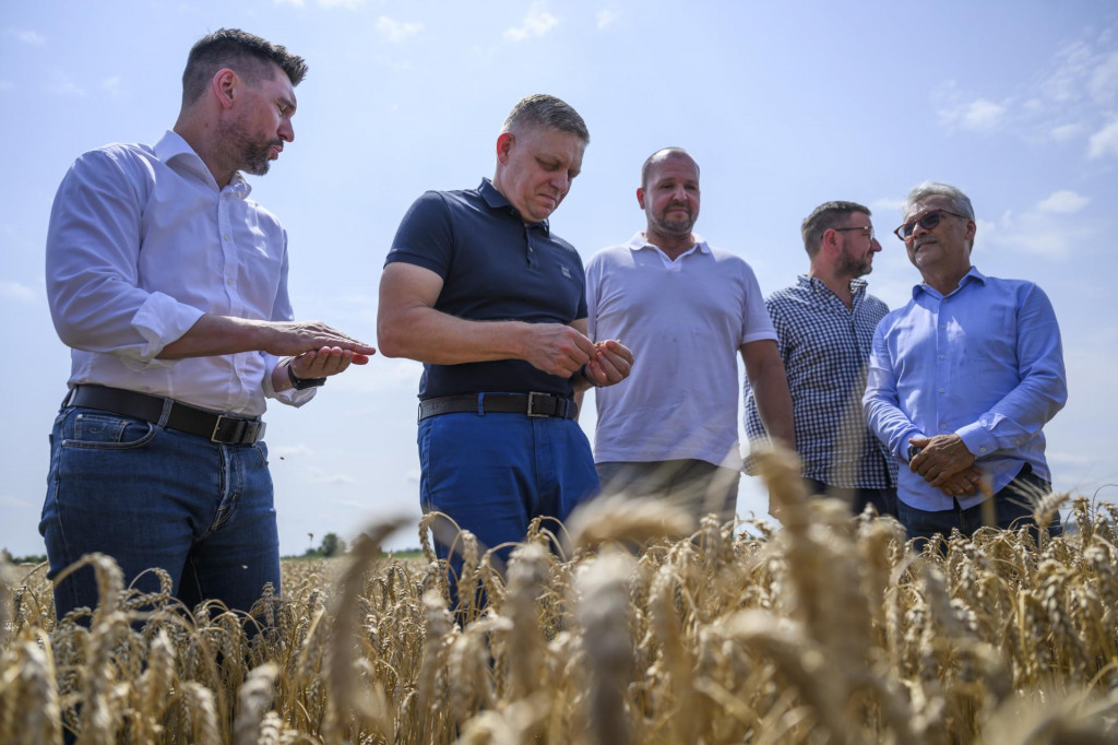 Minister pôdohospodárstva a rozvoja vidieka Richard Takáč, predseda vlády Robert Fico, predseda Slovenskej poľnohospodárskej a potravinárskej komory Andrej Gajdoš a podpredseda SPPK Emil Macho pózujú v žite počas žatvy. FOTO: TASR/Jaroslav Novák