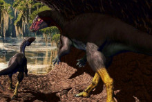Objavili úplne nový druh unikátneho dinosaura.
