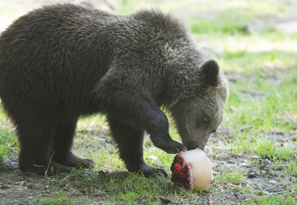 Medveď hnedý. FOTO: TASR/František Iván