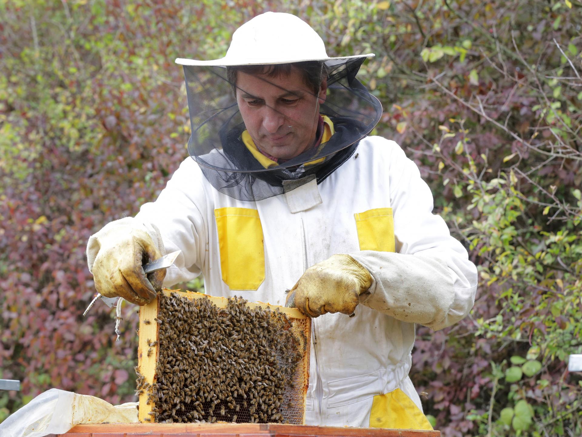 Včelí mor sa k nám vrátil aj tento rok, našli už 22 ohnísk. Ako vzniká a aké straty spôsobí?