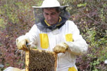 Likvidácia úľov, nebodaj celých včelníc, spôsobuje včelárom nemalé problémy.  FOTO: HN/Peter Mayer