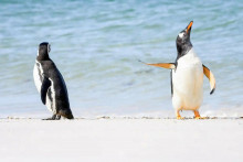 Dvaja tučniaci zachytení na pláži na Falklandských ostrovoch.