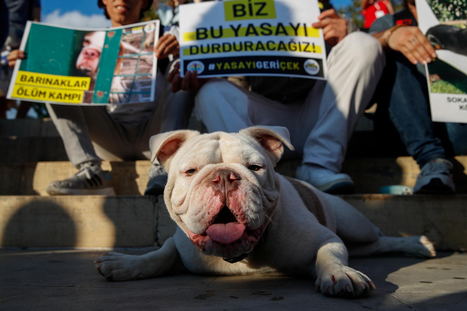 Turecko obhajuje kontroverzný návrh týkajúci sa túlavých psov