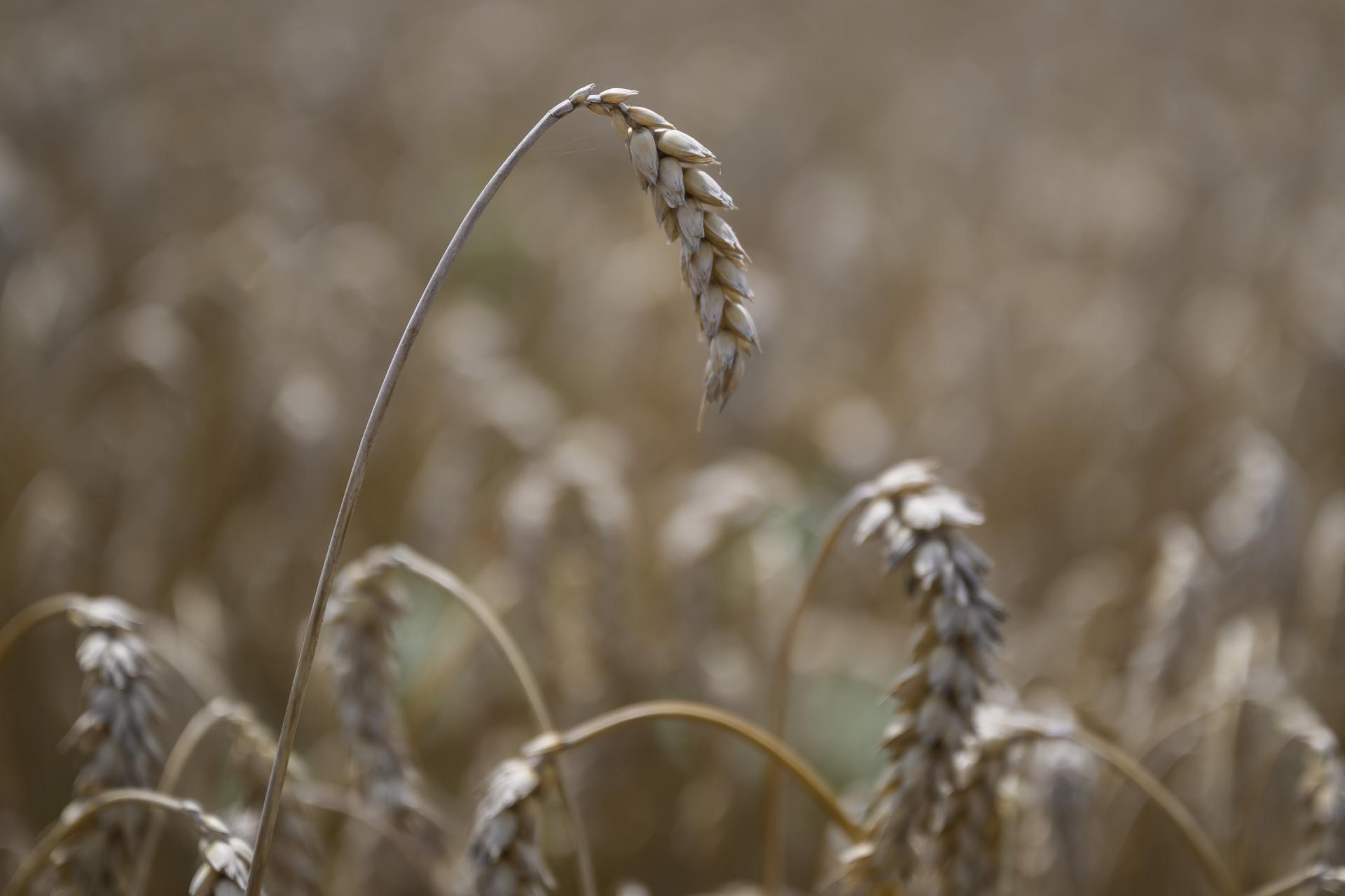 Tržby farmárov z produkcie obilnín v tomto roku klesnú o 175 miliónov eur, hlási zväz výrobcov