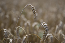 Žito počas žatvy na poľnohospodárskom družstve Agro Voderady v Slovenskej Novej Vsi. FOTO: TASR/Jaroslav Novák