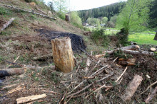 V obci Čierny Balog prebieha masívna ťažba v lokalitách zasiahnutých podkôrnikovou kalamitou. FOTO: TASR/Ján Krošlák