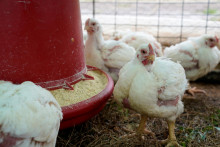 Školy boli počas pandémie zatvorené, no i tak rozvážali obedy študentom vzdelávajúcim sa dištančnou formou. Kuracie krídelká sa však k svojim adresátom nikdy nedostali. FOTO: REUTERS