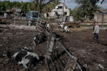 Jurij Maliovanyi, miestny farmár, sa pripravuje na naloženie kráv do prívesu, keď sa pokúša evakuovať tých niekoľko zostávajúcich zo svojho stáda viac ako 30 kráv zabitých ruským ostreľovaním v dedine Basivka neďaleko ruských hraníc v regióne Sumy. FOTO: Reuters