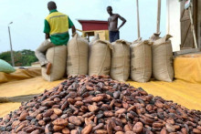 Ghana Cocoa Board znížila svoj výhľad úrody na rok 2024 až 2025 o 20 percent z dôvodu pretrvávajúcich problémov s počasím. FOTO: Reuters