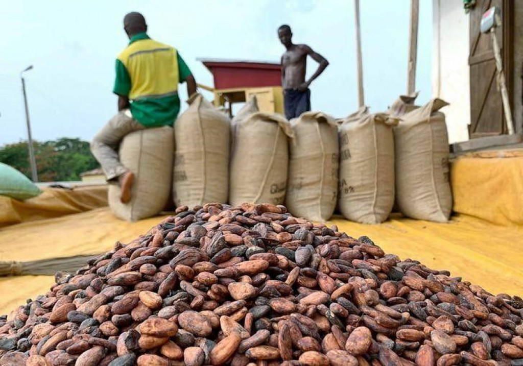 Ghana Cocoa Board znížila svoj výhľad úrody na rok 2024 až 2025 o 20 percent z dôvodu pretrvávajúcich problémov s počasím. FOTO: Reuters