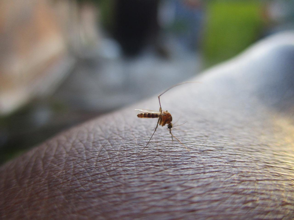 Komár prenášajúci horúčku dengue.