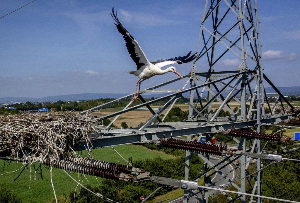 Na ilustračnej snímke bocian letí okolo svojho hniezda na stožiari elektrického vedenia. Siete chce Slovensko viac prepojiť aj s Ukrajinou.

FOTO: TASR/AP