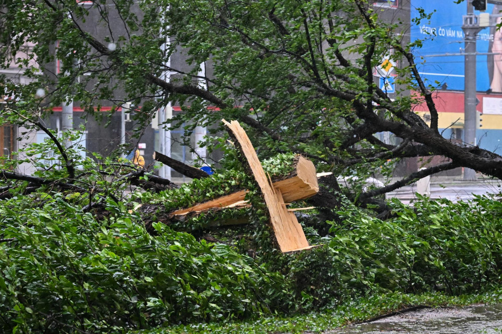 Spadnuté stromy na Karadžičovej ulici v Bratislave. FOTO: TASR/Pavol Zachar