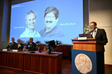 Victor Ambros a Gary Ruvkun sú zobrazení na obrazovke počas tlačovej konferencie v Karolínskom inštitúte v Štokholme.