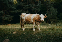 Krava mala udupať mladú Angličanku tesne po tom, ako poslala mame fotku so štvornohými zvieratami.