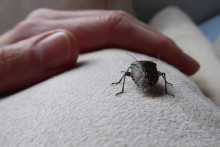 Mnohé tieto bzdochy pochádzajú z oblastí, kde nie je zima, takže tam majú celoročný cyklus. U nás sa vynašli tým, že sa dokážu schovať do budov, štrbín domov. Tým, že budova trochu hreje ako taký radiátor, dokážu tam v plnom zdraví prečkať zimu.

FOTO: Shutterstock