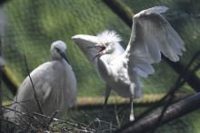 Na snímke vpravo mláďa volavky popolavej v hniezde. FOTO: TASR/František Iván