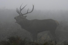 Počet jelenej zveri v Česku je oproti 60. rokom minulého storočia päťkrát vyšší. FOTO: TASR/AP