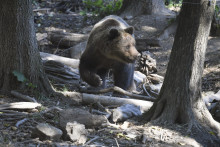 Medveď hnedý. FOTO: TASR/Františ�ek Iván