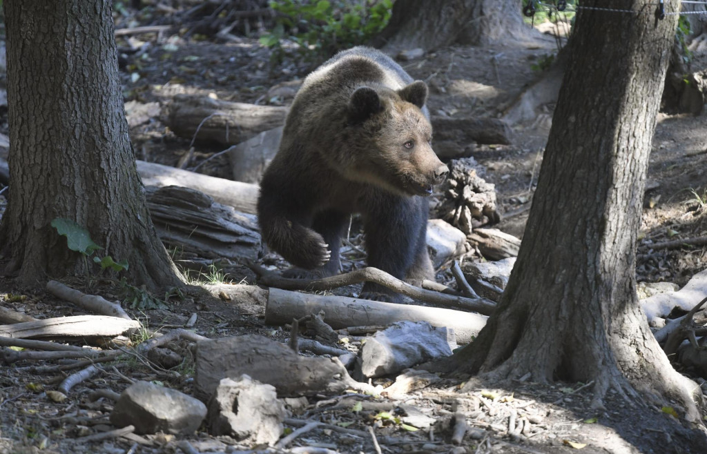 Medveď hnedý. FOTO: TASR/Františ�ek Iván