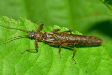 Zelandoperla