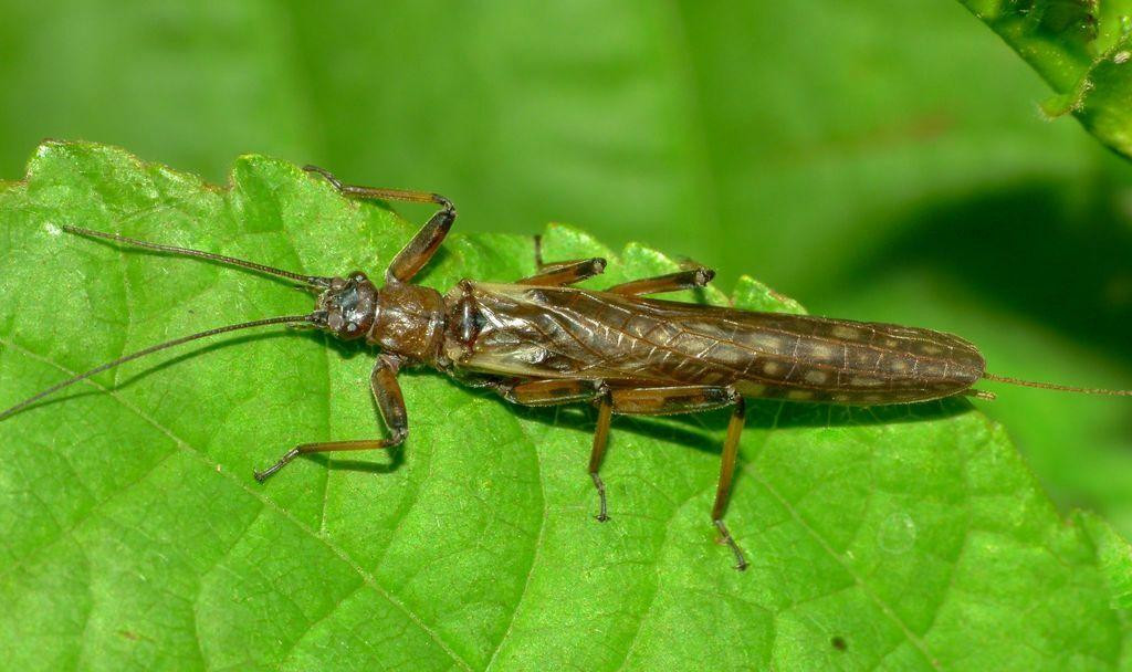 Zelandoperla