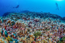 Vedci objavili neďaleko tichomorských Šalamúnových ostrovov najväčší koral na svete. FOTO: Manu San Félix, National Geographic Pristine Seas