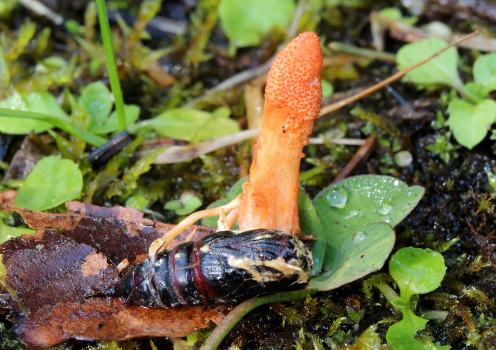 Cordyceps vyrastajúci z kukly hmyzu