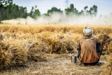 Muž otočený chrbtom, sediaci na zemi uprostred plantáže. FOTO: Pixabay